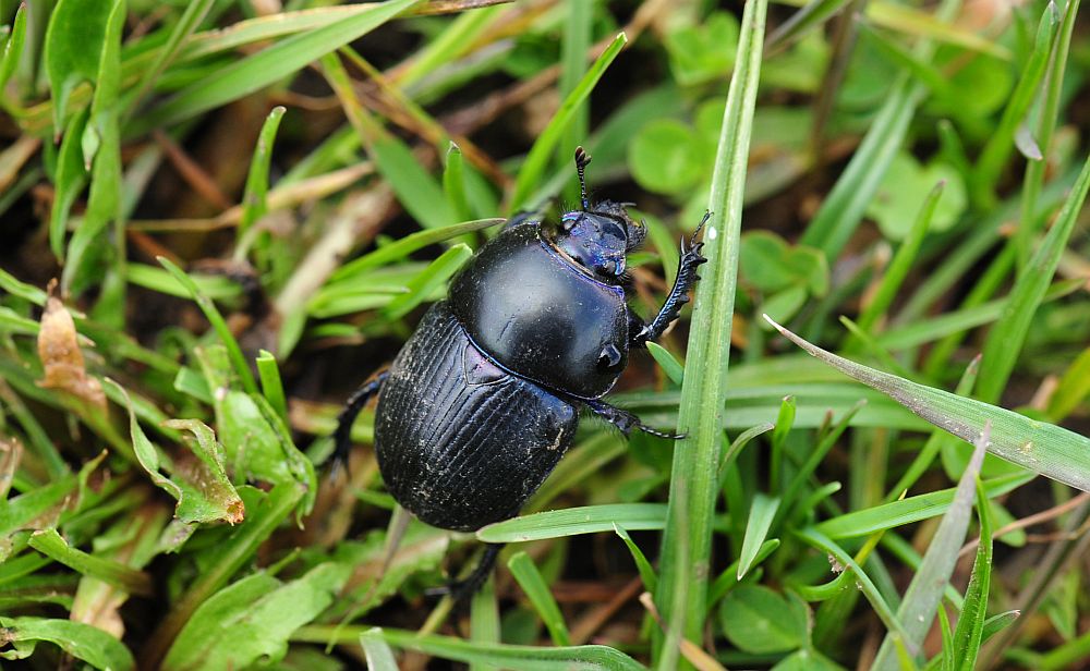 Geotrupidae da determinare